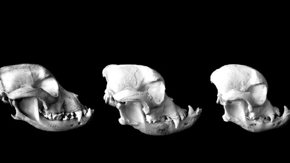 Změna tvaru lebky u britských buldoků za posledních 50 let