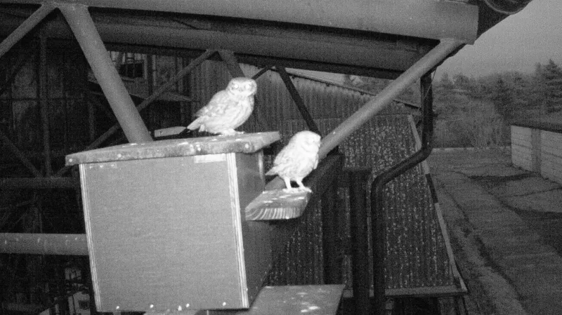 Speciální budka pro sýčky