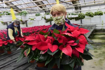 Vánoční hvězdu znali už Aztékové. V Česku se jí ročně vypěstují miliony kusů