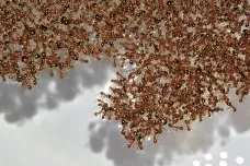 Plovoucí mravenčí vory se řídí jednoduchými pravidly. Vědci toho chtějí využít v robotice