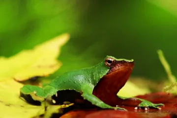 Vzácná nosatka Darwinova má naději na přežití