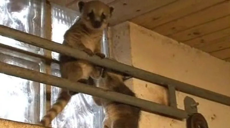 Malí nosálové byli velmi zvídaví