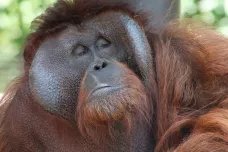 Na Borneu testují orangutany na covid. Malajsie se potýká s nejsilnější vlnou pandemie