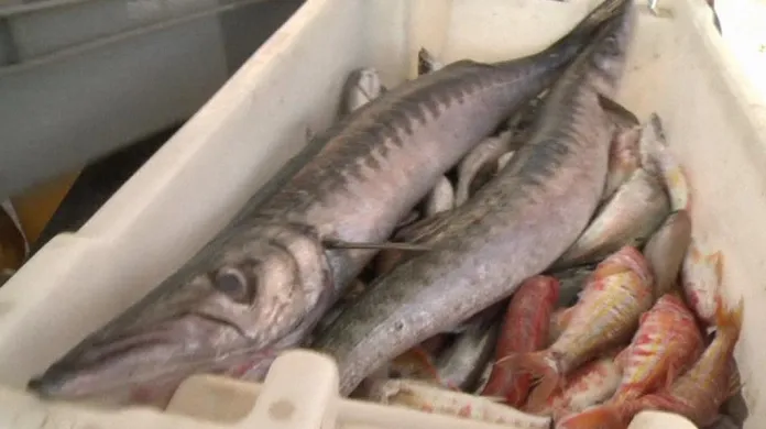 Kolem rušného Azurového pobřeží se objevují nové druhy ryb