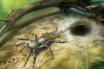 Pravěký pavouk měl ocas. Možná jde o chybějící článek, naznačuje výzkum