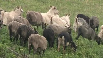 Stádo koz a ovcí na Mikulovsku