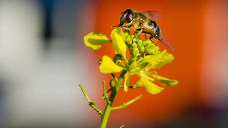 Pestřenka trubcová na květu řepky olejné 26. prosince 2015