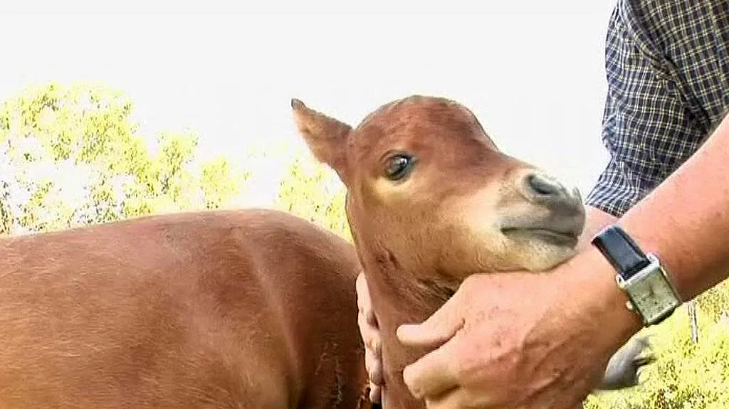 Koník falabella
