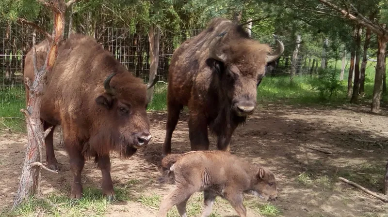 První mládě zubra počaté na pastvině u Benátek nad Jizerou