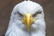 Americké orly zabíjí sinice. Čeští vědci v nich našli toxin, který by se dal využít v medicíně