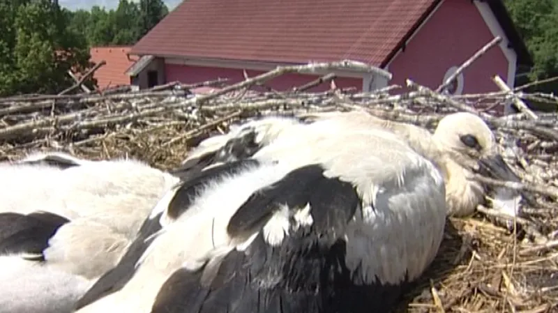 Čapí pár hnízdí v Blatné nepřetržitě pět let