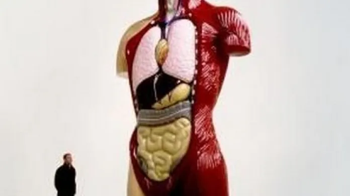 Dílo Damiena Hirsta / Anatomie