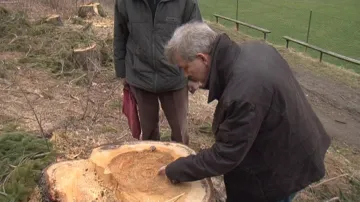 Starosta Olešnice počítá podle letokruhů stáří pokáceného stromu