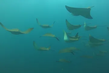 Pětině migrujících druhů hrozí vyhynutí, varuje nová zpráva