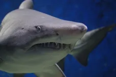 Australské lidožravé žraloky bude hlídat umělá inteligence