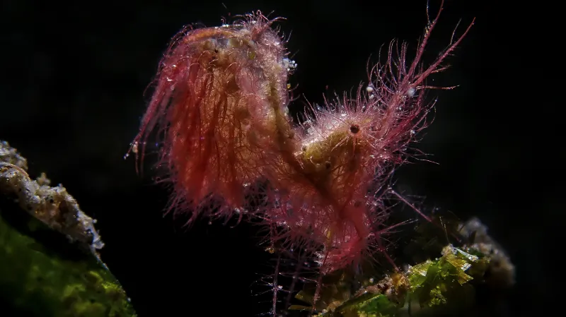 Makrofotografie kompaktním fotoaparátem: 1. místo "Hairy Shrimp" - Sejung Jang