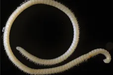 Nově objevená mnohonožka má 414 nohou, 200 jedových žláz a 4 penisy