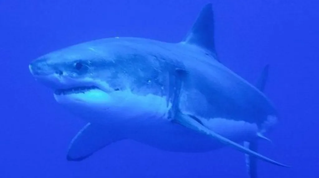 Žralok bílý