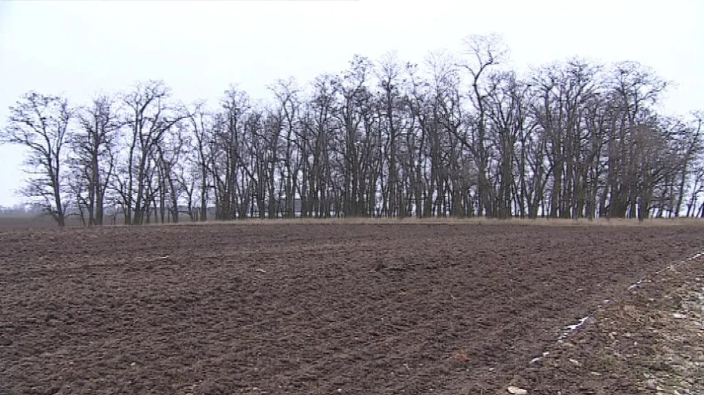 Podle klimatologů se pšenici na jihu Moravy už dařit nebude