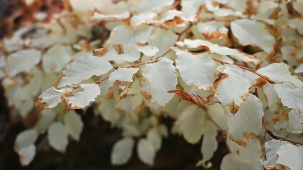 Věčně bílé listy blanenského buku