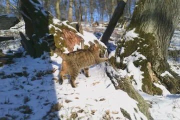 Do Lužických hor se vrátily divoké kočky. Fotopasti ukázaly koťata