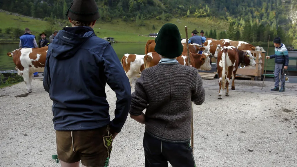 Tradiční svážení kravských stád z alpských pastvin po bavorském jezeře Königssee