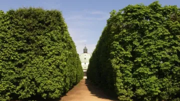 Zelené stěny v kroměřížské zahradě