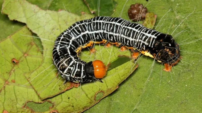 Housenka motýla Asota erebidae