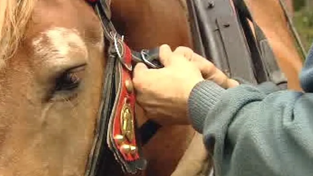 Stahování dřeva koňmi