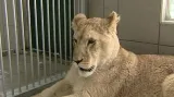 Lvice v táborské zoo