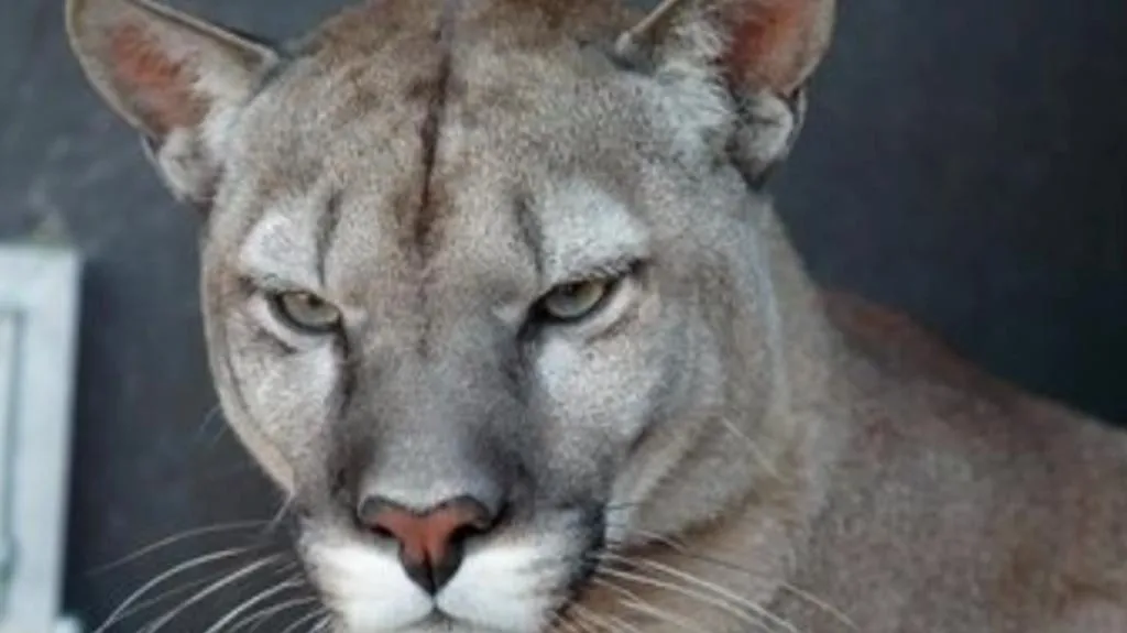 Puma americká v táborské zoo