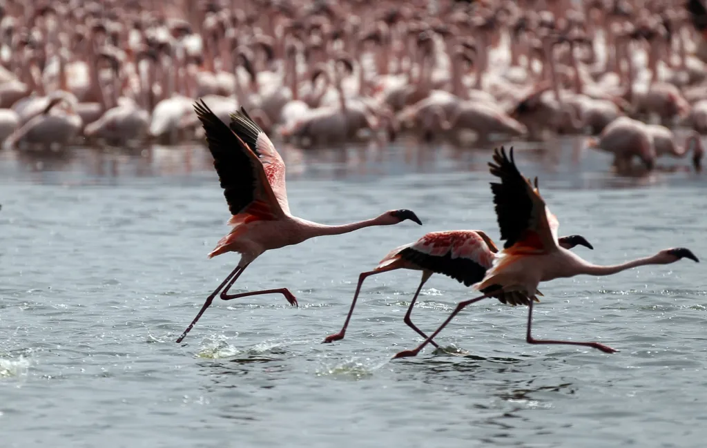 Plameňáci na jezeru Bogoria