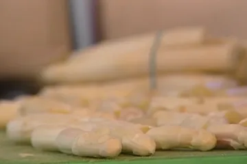 Pochoutka labužníků - chřest - slaví v Ivančicích ztracenou slávu