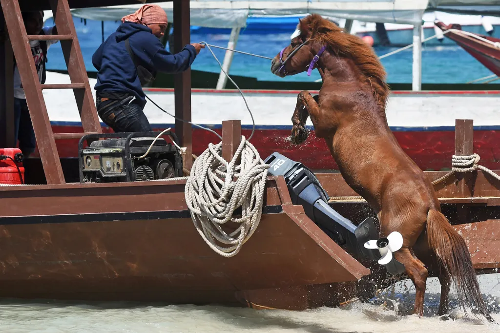 Převoz koně při evakuaci obyvatel po silném zemětřesení na indonéském ostrově Lombok