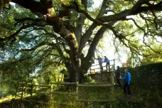 Evropským stromem roku se stal tisíciletý dub. Vábil prý už čarodějnice