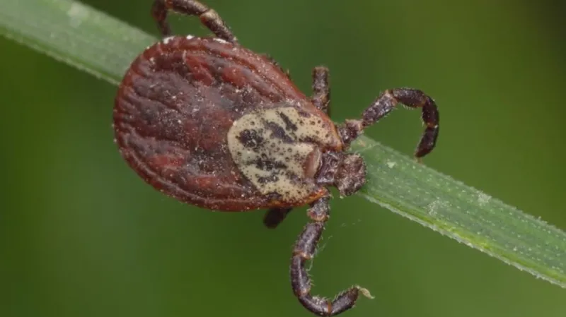 Piják lužní představuje hrozbu hlavně pro psy