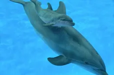 Delfíní samice žvatlají na svá mláďata podobně jako lidé