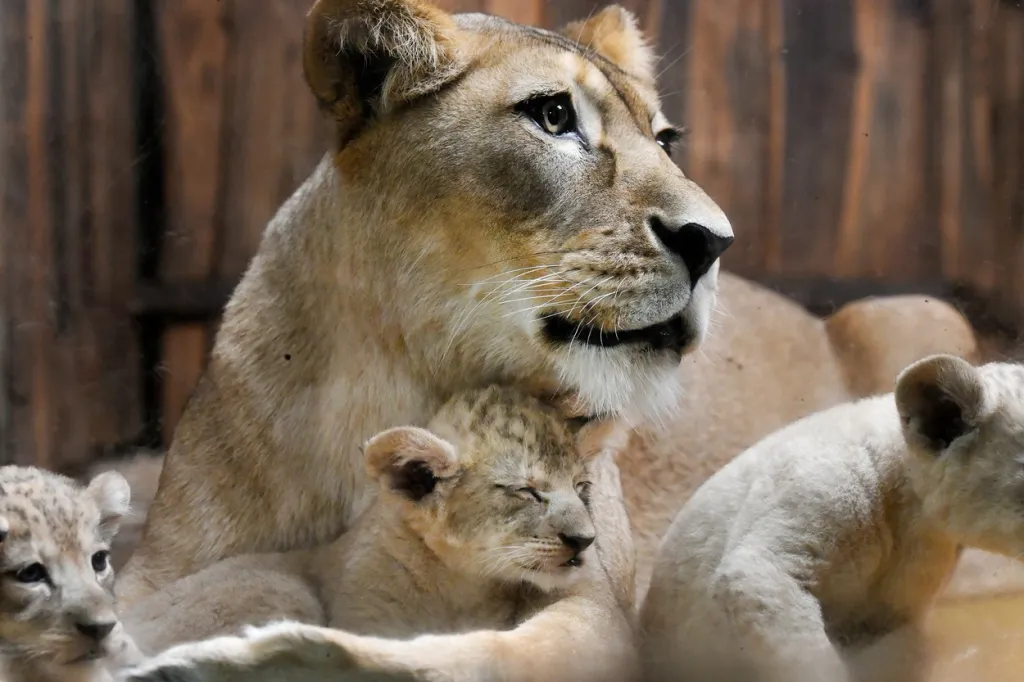 Tamika pochází ze zoo v Hannoveru