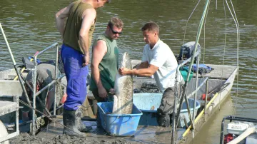 Rybáři vylovují Plumlovskou přehradu
