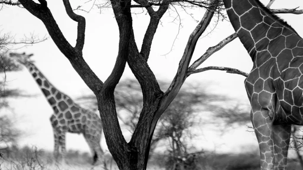 Africa obscura