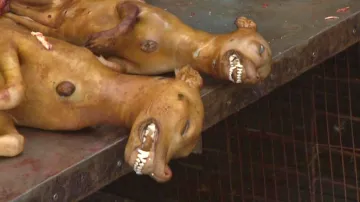 Festival psího masa v čínském Jü-linu