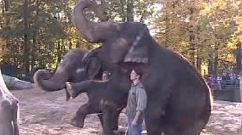 Sloni jsou jednou z hlavních atrakcí liberecké ZOO.