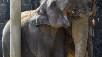 Sloni indičtí v ostravské zoo mají nové stínidlo