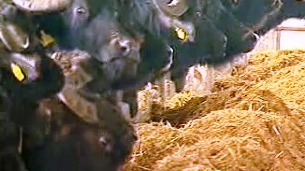 Dioxiny v italské mozzarelle