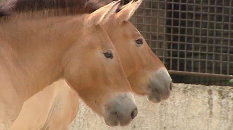 Studio ČT24 - transport koní Převalského