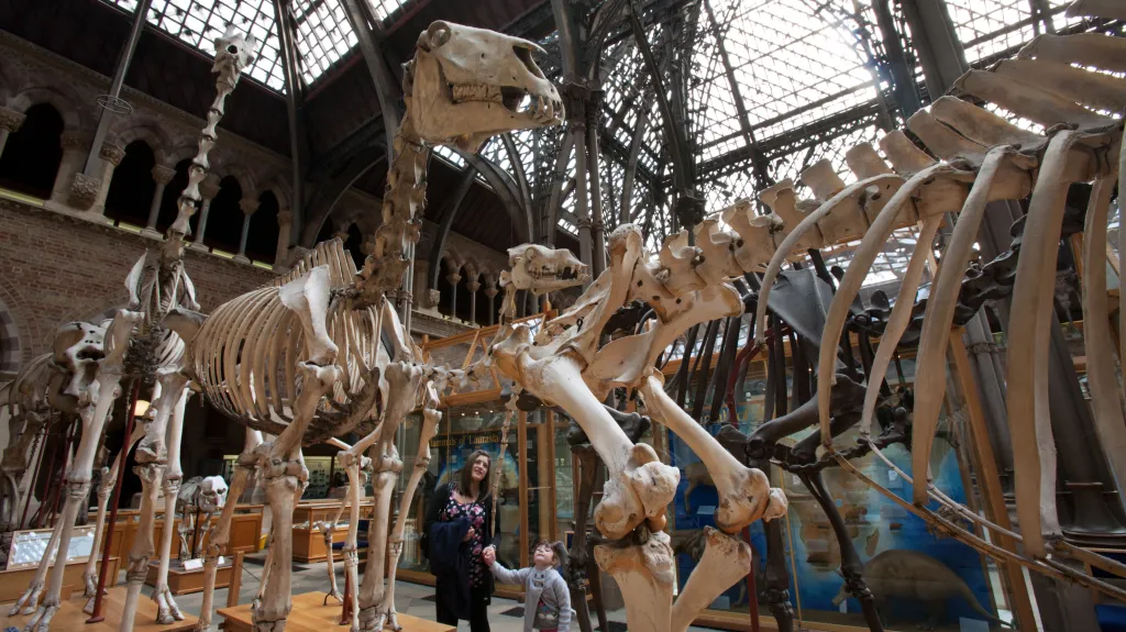 Muzeum Oxford University