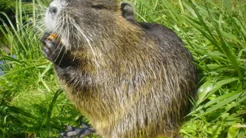 Nutrie