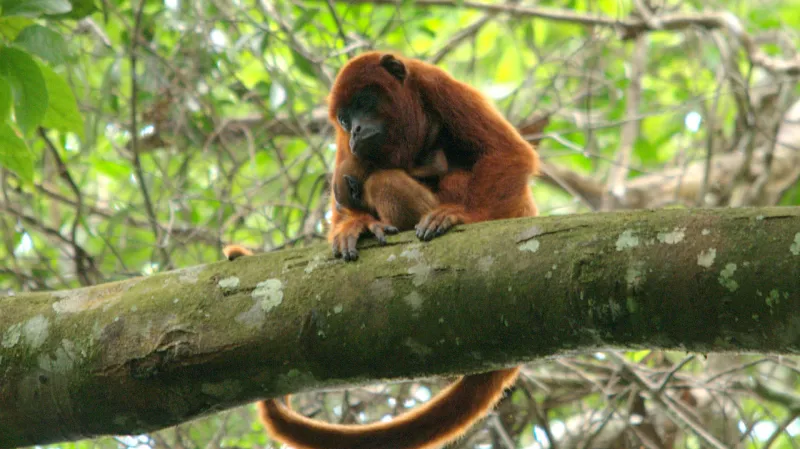 Obyvatelé mizející Amazonie - vřešťan rezavý