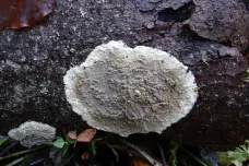 Čeští vědci objevili nový typ symbiotického vztahu mezi houbami a řasami
