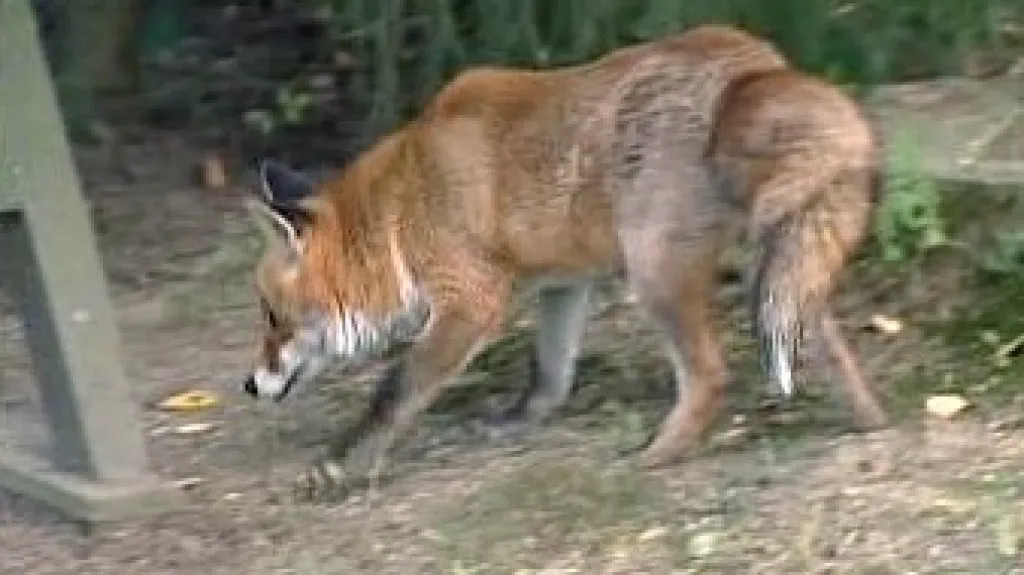 Liška